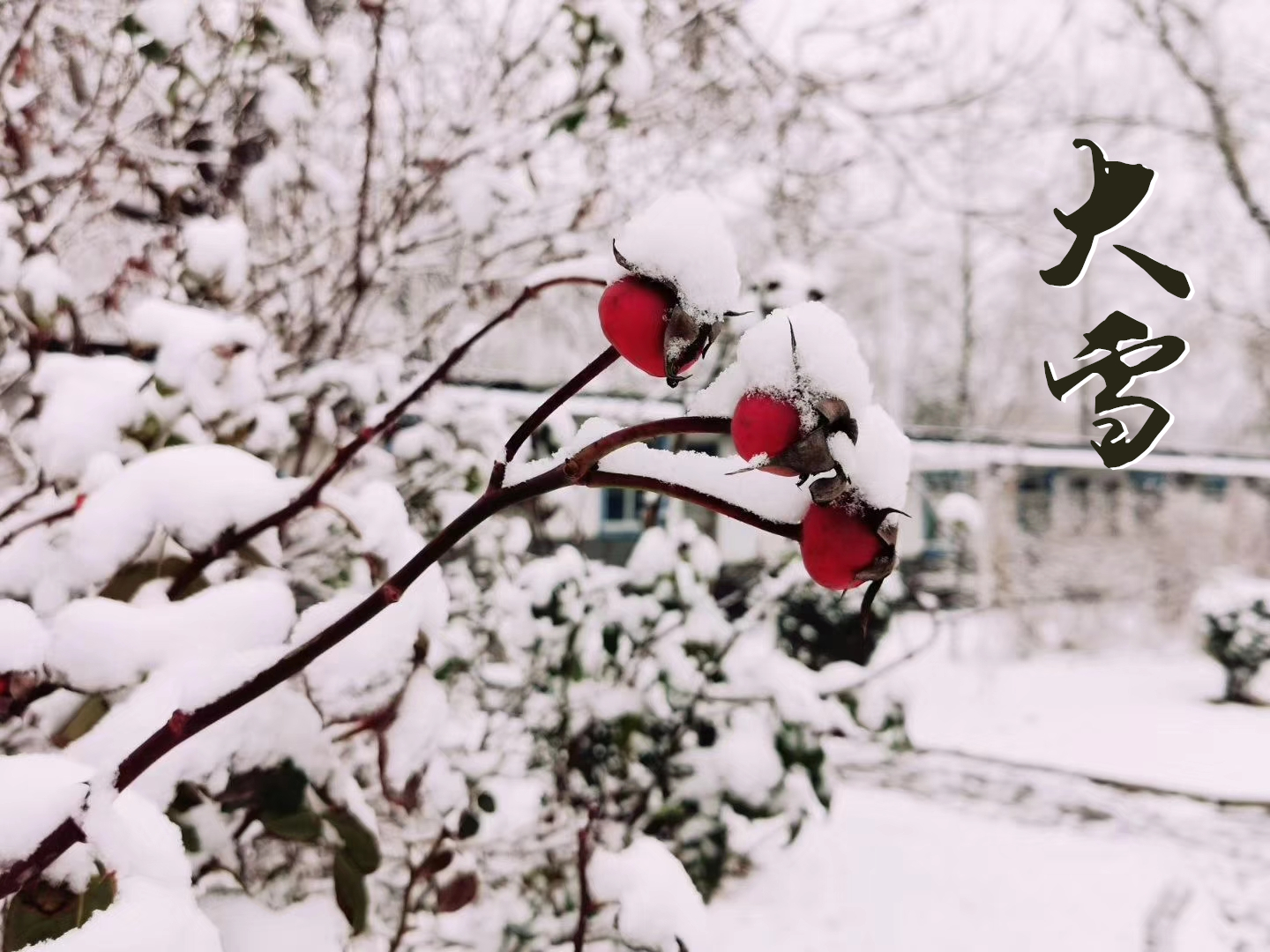 大雪 ▎萬象曉一色，皓然天地中