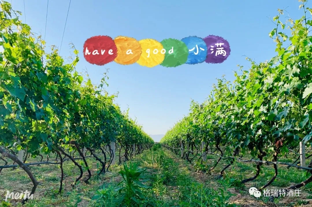 記錄小滿時節(jié)的酒莊、怎一美字了得！