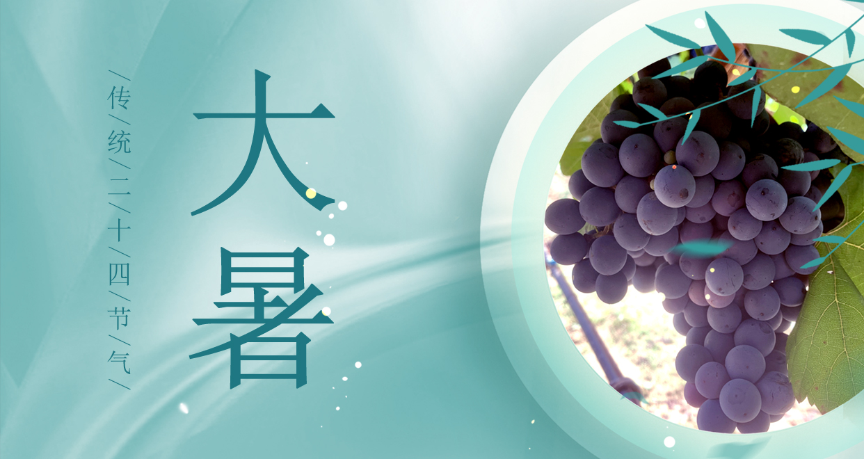 大暑 ▎時(shí)夏三伏盛，葡萄綴滿天
